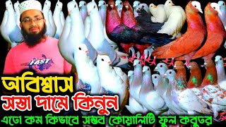 অবিশ্বাস সস্তা দামে কিনুন এতো কম কিভাবে সম্ভব কোয়ালিটি ফুল কবুতর #সস্তাদামেকবুতরবিক্রিকরাহবে#birds