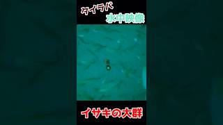 夏だっ！今年もイサキの群れがやってきた！ #タイラバ #釣り #水中動画  #slj #fishing #鯛ラバ #玉神