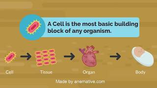 Anemative: E-Learning Tutorial Video Sample