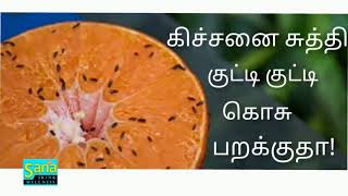 கிச்சனை சுத்தி குட்டி குட்டி கொசு பறக்குதா ! how to get rid of fruit files in tamil