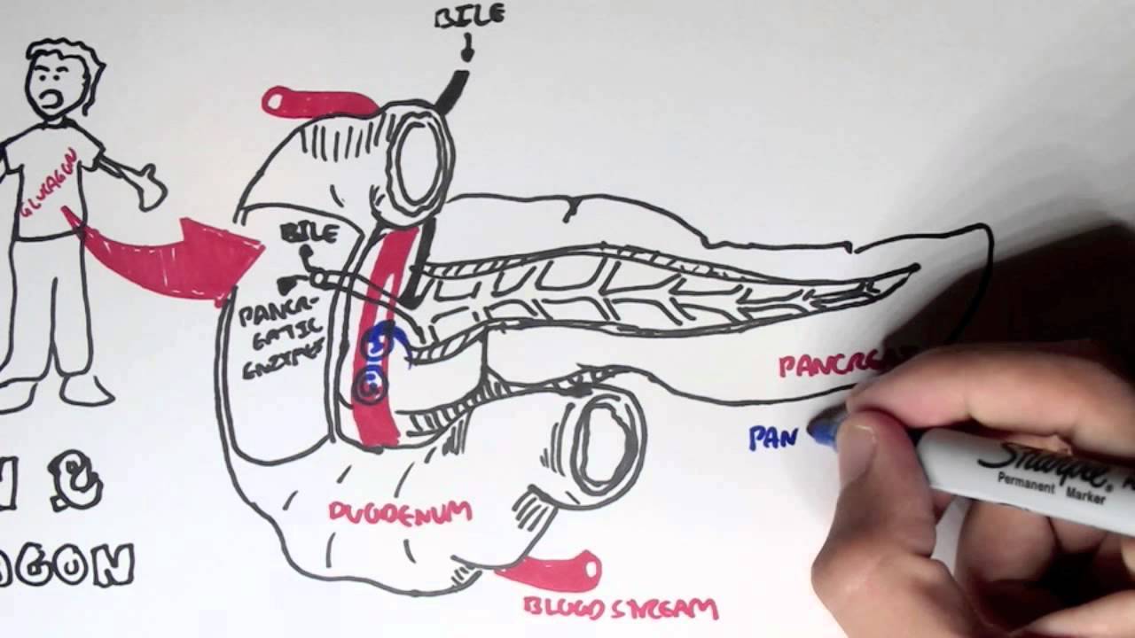 Insulin And Glucagon Overview Medical News Alley