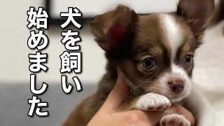 【犬を飼い始めました】/チワワ/ミニチュアダックスフント/チワックス/犬とうさぎと暮らす/整理収納アドバイザーの日常