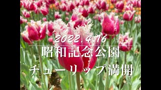 2022 4 16昭和記念公園チューリップ満開