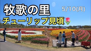 【牧歌の里】チューリップが見頃！牧歌の里へ行ってみた！5月10日