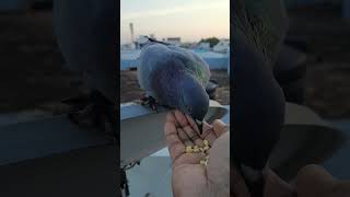 pigeon stand hand food eating scene/புறா நின்று கையில் உணவு உண்ணும் காட்சி🕊🕊🕊🕊🕊🕊