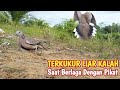 TERKUKUR LIAR KALAH SAAT BERLAGA DENGAN PIKAT