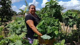 Roça é Tudo de Bom Veja Que Colheita Linda fizemos 🥒🥦🥕