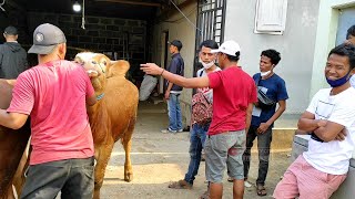 Ikuti Pembeli dari Madura yang Borong Pedet