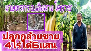 ปลูกกล้วยหอม ราคาดี 4ไร่600'000เกษตรผสมผสาน ครบุรี เสิงสาง นครราชสีมา