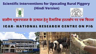 ग्रामीण शूकरपालन के उत्थान हेतु वैज्ञानिक हस्तक्षेप पर एक फिल्म I ICAR-NRC on Pig, Guwahati