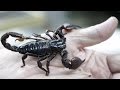 Scorpion Sting | How to Treat a Scorpion Sting