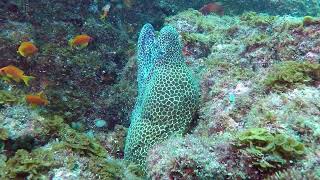 Laced moray (Gymnothorax favagineus), Aliwal Shoal (South Africa) 30-11-2022