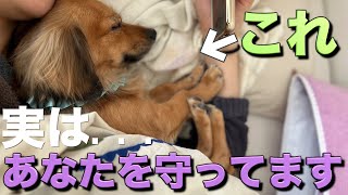 犬は飼い主を守っている時だけこの行動をします。