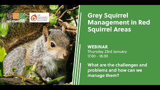 Grey Squirrel Management in Red Squirrel Areas | Northwoods x UKSA Webinar Recording