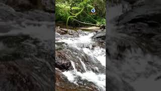 കാട്ടരുവി/River Forest