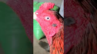 #chickenlover #roosterandhen Mashallah ماشااللہ انکھوں کا شوق کریں 🔥😱🐓🔥 #chicken #chikens