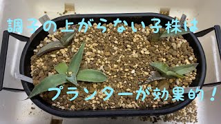 調子の上がらないアガベの子株をプランターに寄せ植え　【アガベ】【agave】【多肉植物】【チタノタ　オテロイ　フィリグリー　パラサナ】