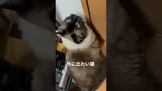 外に出たい猫