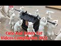 Cute And Funny Cat Videos Compilation 2022 || Animal Lover ||