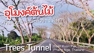 อุโมงค์ต้นไม้ บ้านควนปัก อ.ตะกั่วป่า จ.พังงา : Trees Tunnel, Takuapa, Phang Nga, Thailand