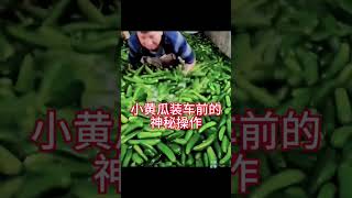 天朝黄瓜泡药水，百姓吃了都防腐。 #中国#食品安全