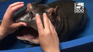 Baby Hippo Fiona Gets a Dental Check - Cincinnati Zoo