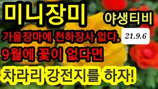 9월의 미니장미 꽃이  없다면 이렇게 하세요.