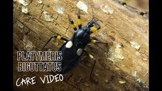 Platymeris biguttatus -- Husbandry /  Care video