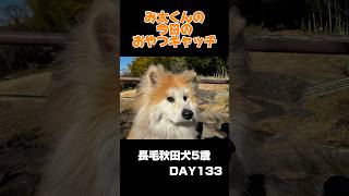 み太くんの今日のおやつキャッチ133日目#秋田犬 #shorts #毎日投稿