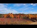 Leaf Peeping In Pure Michigan🍁