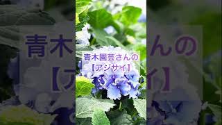 青木園芸さんの【アジサイ】のご紹介です💐#shorts#アジサイ#紫陽花#あじさい#旬の花#梅雨#ブルー#ホワイト#グリーン#パープル#ブーケ#ギフト#花を飾ろう