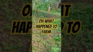 Anung Nangyari Sa Bukid? #manugangtv #farm #buhayprobinsya #viralshorts