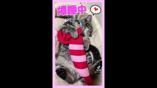 爆睡している子猫が超可愛い #Shorts