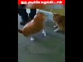 😂🐕அடி பிச்சுப்புடுவேன்🐈‍⬛😂 viral trending shorts cutecat funnyanimalvideos