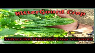 BitterGourd Field | Healthy Fruits| Crop Sciences