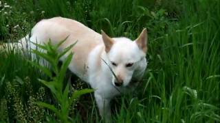 草食系の犬　ペロ