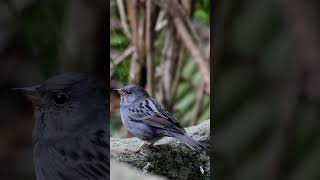 🐦【鳥図鑑】🐦クロジ（47）Grey Bunting