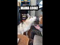 Kitten Takes Siberian Husky's Spot On The Sofa... #Shorts