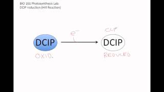 161 Photosynthesis DCIP