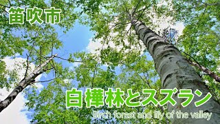 白樺林とスズラン2022 笛吹市 ４K ｜Birch forest and lily of the valley ｜山梨県観光スポット