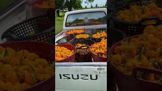 Harvest marigolds to prepare for sale #shots #shots #marigold