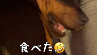 【爆睡中のロットワイラーパピーにエサあげてみた🐶】寝てるのに食べる😂