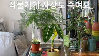 vlog. 식물가게 사장도 죽여요 특집 1 (아스파라거스 나누스, 알로카시아 프라이덱, 파리지옥 / 천안 카페 추천 / 천안 코다리찜 맛집)