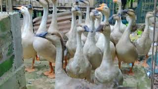 Swan farming in Assam // Rajhans farming in India // Duck farming in India // Swan farming