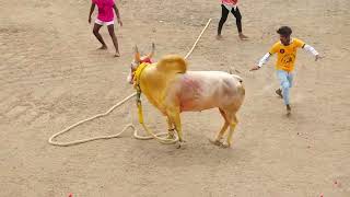 பரபரப்பான ஆட்டம்! தூவல் தர்மமுனீஸ்வரர் குழு Vs முருகன்பட்டி பாண்டியம்மாள் சண்முகம் காளை | PK Media