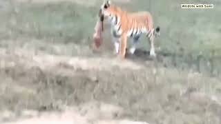 Baby Spotted Deer's Desperate Escape from Hungry Tiger l Wildlife with Sami