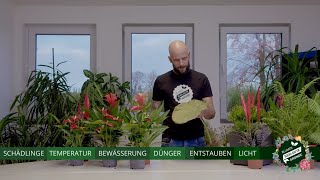 Zimmerpflanzen im Winter richtig pflegen - Tristan rockt den Garten