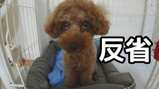 必死に誘惑と闘ったけど…神妙に反省する犬が可愛すぎるｗ（字幕付）【トイプードル】