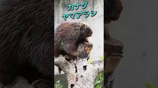 はまzooのカナダヤマアラシ【木登り大好きらしい】 #浜松市動物園 #のんほいパーク #カナダヤマアラシ #木登り