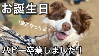 【１歳の誕生日】兄弟犬たちお誕生日会したら最高の思い出になりました！【ボーダーコリー】